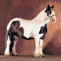 Paint Horse