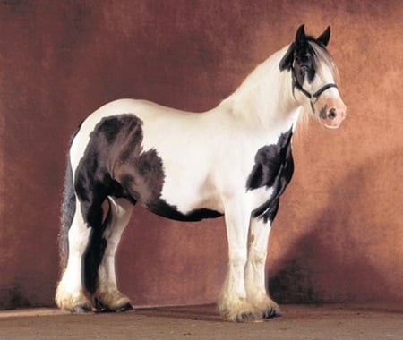 Paint Horse - cavalo, stallion, horse, animals