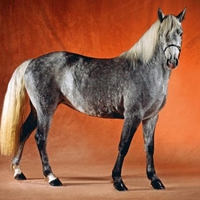 Gray Horse