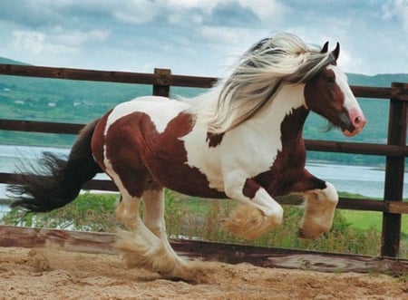 Running - cavalo, stallion, horse, animals