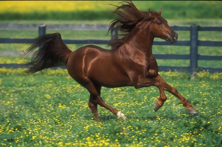 Powerfull - cavalo, horse, stallion, animals