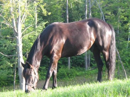 Grazing - cavalo, stallion, horse, animals