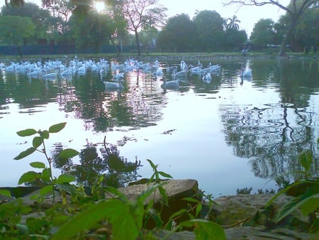 Lake - nature, lake, view, flowers