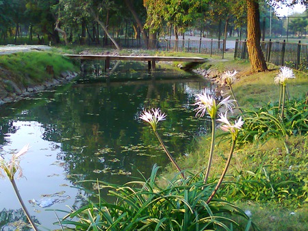 lake and flowers - flowers, lake, nature