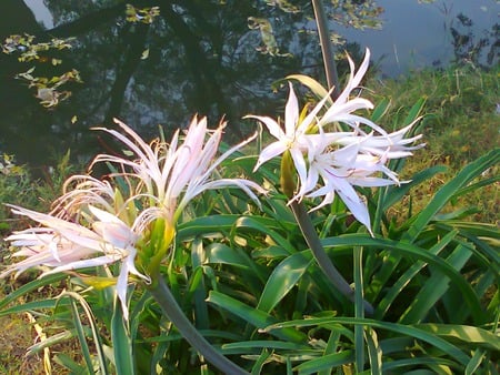 Flowers and lake - nature, lake, flowers