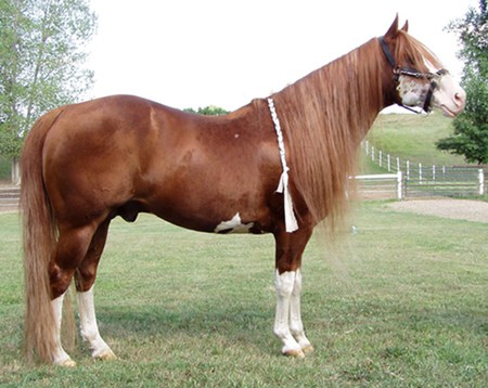 Big Horse - cavalo, horse, stallion, animals