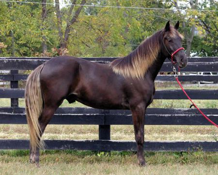 Horse - cavalo, stallion, horse, animals