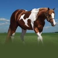 Paint Horse