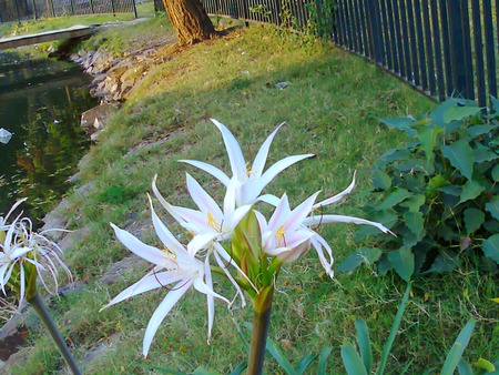 flowers and lake - flowers, lake, nature