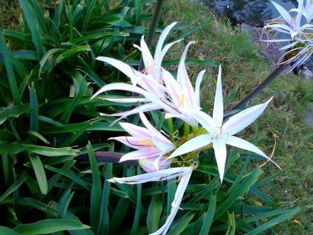 flowers and lake - nature, lake, flowers