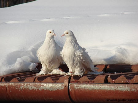 Winter love - birds, winter, snow, beauty, love, eaves, sweet, pigeons, white, red, cute, animals