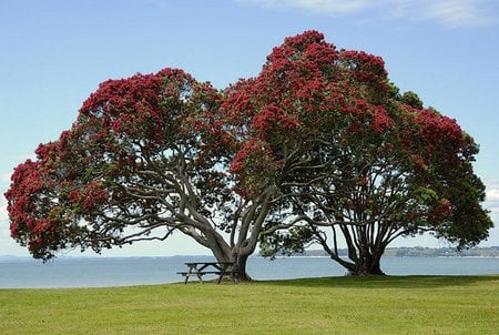 Christmas in nature - nature, tree, field, life