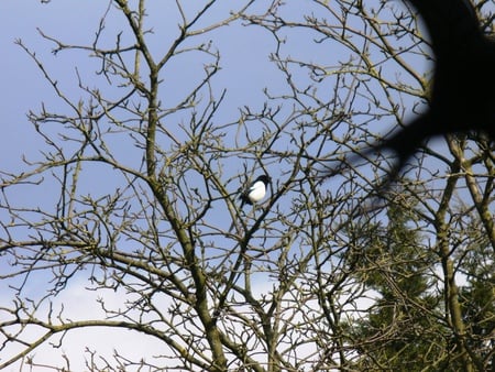 Bird in Three - bird, black, with, nature, three