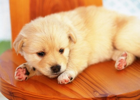 Ah, I was sleeping - cachorro, puppy, animals, dog, cute