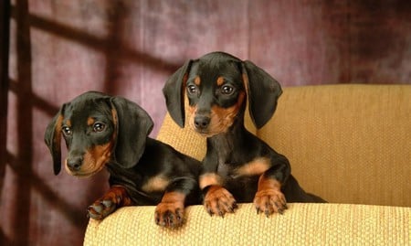 Double Trouble - cachorro, puppy, animals, dog, cute