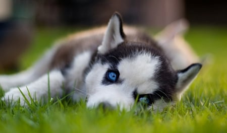 Look for my beautiful eyes - cute, dog, cachorro, puppy, animals