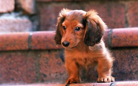 Small, but brave!! - cute, dog, cachorro, puppy, animals