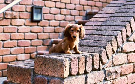 What's looking ? - cute, dog, cachorro, puppy, animals