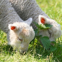 Cute Sheep