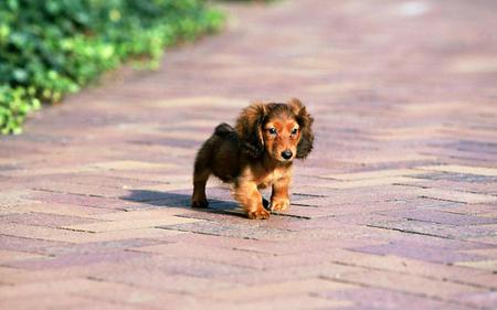 Small, but Brave 2 - cachorro, puppy, animals, dog, cute