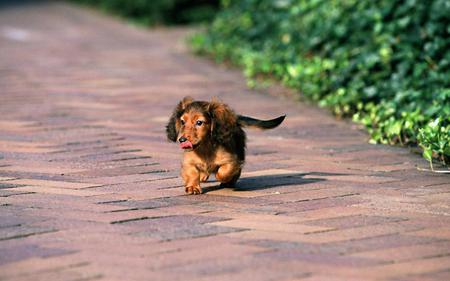 Little - cachorro, puppy, animals, dog, cute