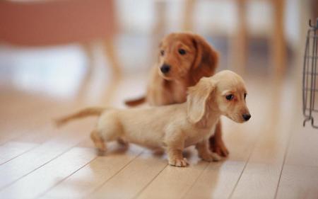 Mommy, protects me!! - cute, dog, cachorro, puppy, animals