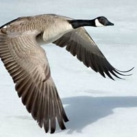 Canadian Goose Skimming over Ice