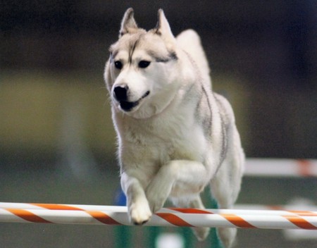 Let's go Champion - cachorro, puppy, animals, dog, cute