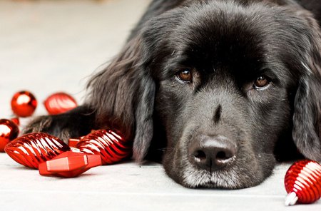 Christmas puppy - animals, cute, cachorro, puppy, dog