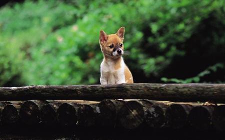 Curious - cachorro, puppy, animals, dog, cute