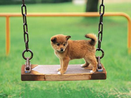 Balance - cachorro, puppy, animals, dog, cute