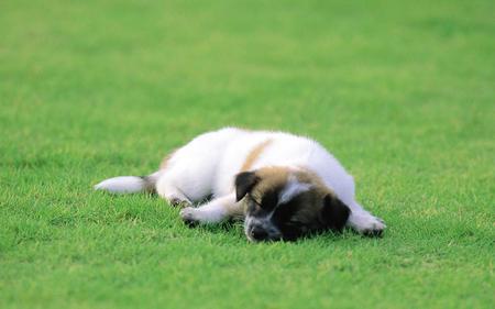 Sleeping on grass - cachorro, puppy, animals, dog, cute