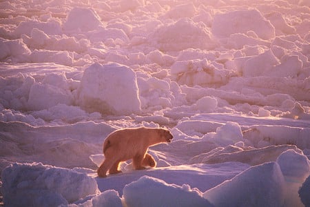 Polar Bear - ice formations, white, polar bear, sunshine