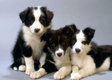 Three Brothers - cute, dog, cachorro, puppy, animals