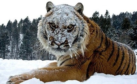 Tougher Than The Rest 2 - snow, winter, tough, tiger