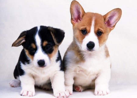 Puppies - cute, dog, cachorro, puppy, animals