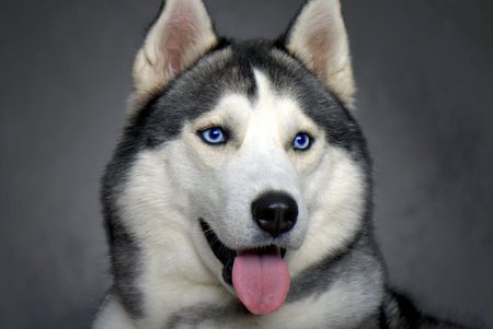 Beauty Husky - cute, dog, cachorro, puppy, animals