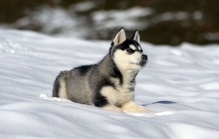 Playing in the snow - cute, dog, cachorro, puppy, animals