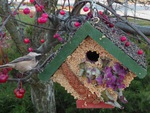 birdseed house