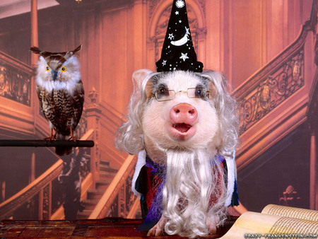 Pig Magic - owl, smart, pig, magic