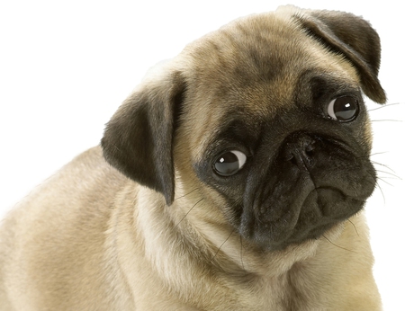 Pug - animals, cute, cachorro, puppy, dog