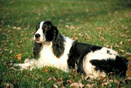 Cocker - cachorro, puppy, animals, dog, cute