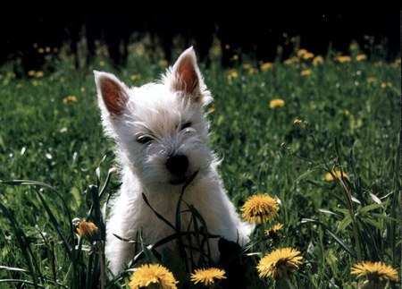 In the garden - cute, dog, cachorro, puppy, animals