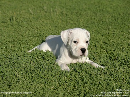 Resting - cute, dog, cachorro, puppy, animals