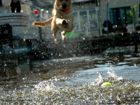 My ball! - cute, dog, cachorro, puppy, animals