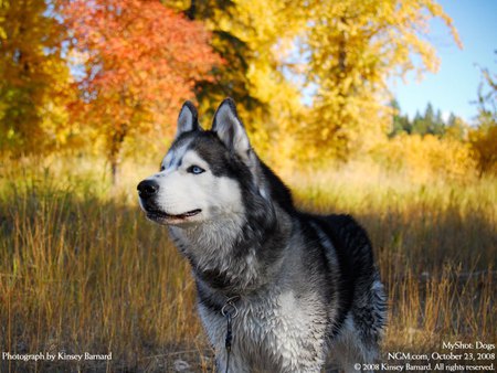 Husky - cute, dog, cachorro, puppy, animals