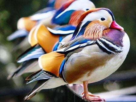 Mandarin ducks - mandarin, duks, colorful, zoo, birds