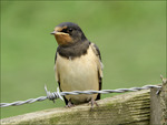 Swallow