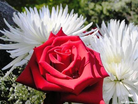 A Rose for Cinzia - nature, flowers, rose, spring