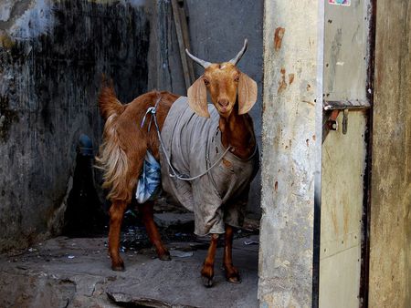 Goat - animal, north, india, goat